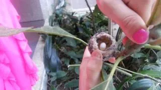 Humming bird nest with egg