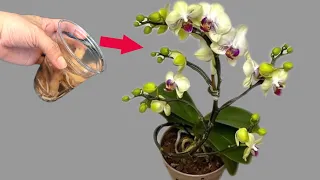 Just 1 cup of both roots and orchids blooming all year round!