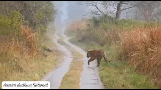 Dudhwa National park me Tiger ne keya elephant pe aatek