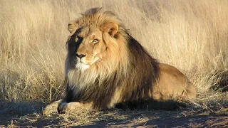 Lion | Wikipedia audio article