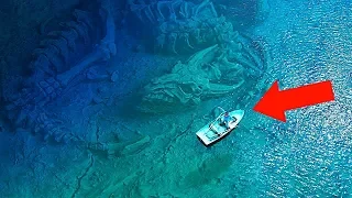 10 Самых Больших Морских Существ в Мире