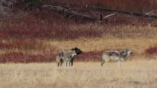 Pack of Wolves Spotted Wandering Through Yellowstone National Park