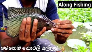 Big Tilapia Fish Catching | Hook Fishing | Tilapia Fish | Sri lanka Fishing | කොරලි අල්ලමු