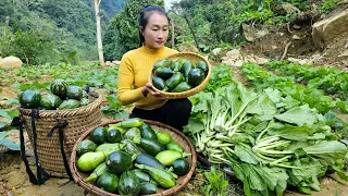 Harvesting pumpkin & green vegetables goes to market sell - Animal care | Ly Thi Tam
