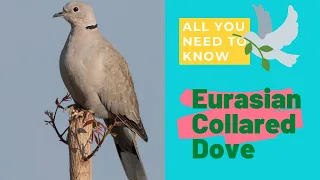 Eurasian Collared Dove facts 🕊 Collared Dove Calling Sound 🕊 native to Europe and Asia 🌎