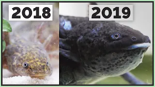 My Struggles Caring for an Axolotl - 1 Year Update!