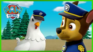 ¡Chase y Chickaletta cambian de cuerpo! - Compilación de PAW Patrol Episodio Español Español