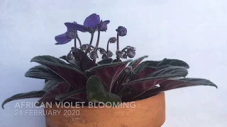 Timelapse | Blooming African Violet