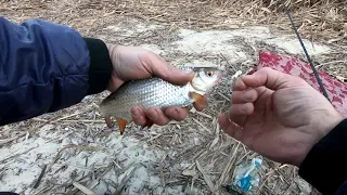 Ловля Плотвы Весной на Коромысло. Рыбалка на Сало с Чесноком