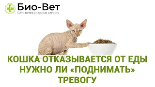 Кошка отказывается от еды 🐱/ Причины и Что делать / Сеть Ветклиник Био-Вет