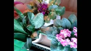 African Violets - Time-Lapse