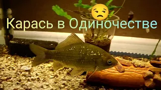 Как Речной Карась поживает в Аквариуме 🤔🐟