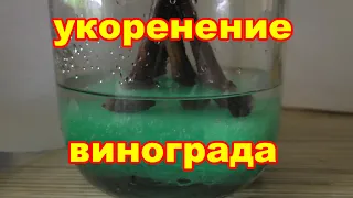 Укореняем черенки винограда в марте