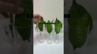 Growing and Propagating of Snake Plant in Water