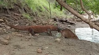 Komodo Dragon Attack the Deer Part 2 #wildlife#wildanimals #wonderfulindonesia #komodoisland