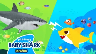 [NUEVO😱] Un Aterrador Juego del Escondite con la Familia Tiburón | Baby Shark en español