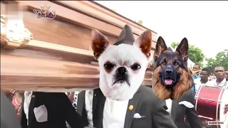 Dancing Funeral Coffin Meme -   Dog Version #1