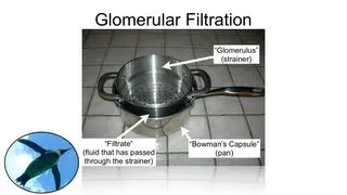 The Nephron:  Glomerular Filtration