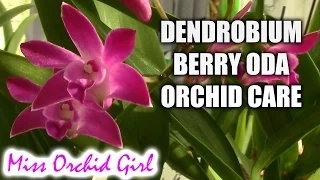 How to care for Dendrobium Berry Oda orchid - watering, fertilizing, reblooming