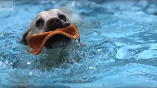 ADORABLE! Underwater Dogs In Slow Motion! | Earth Unplugged