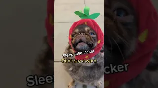 Chilli's Lullaby! Please Subscribe! #funny #shorts #funnydogs #parody #dogsong #chillithepekepug