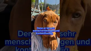 Vizsla = Familienhund ?! #dog #subscribe #youtubeshorts #foryou #love #youtube #family #shortvideo