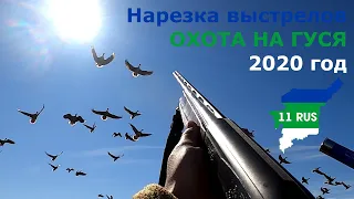 Охота по перу, на водоплавающую дичь. Гусь 2020. Север 11 Регион, граница тайги лесотундры с тундрой