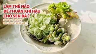 #3 HƯỚNG DẪN TRÔNG SEN ĐÁ TỪ A TỚI Z CHO NGƯỜI MỚI