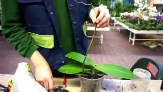 Orchideen umtopfen und pflegen