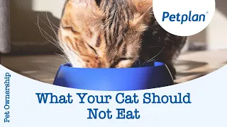 What your cat should not eat