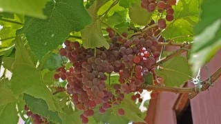 Grapes Rilayns Pink Seedless red grapes, seedless