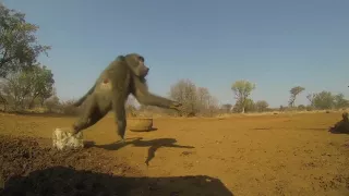 Bowhunting Baboon