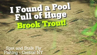 Spot and Stalk Fly-Fishing Native Brook Trout in Central NY