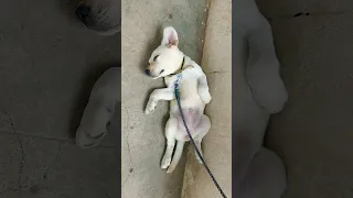 lab puppy sleeping short video