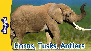 Cool Animals with Horns, Tusks, or Antlers | Rhinoceros, Bison, Walrus, Elephant, Moose | Little Fox