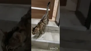 ПРИКОЛЫ С ЖИВОТНЫМИ😺🐶 Все тута