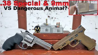 9mm and .38 Special for Big Animal Defense? Underwood FMJ Flat Point +P Ammo