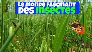 LE MONDE FASCINANT DES INSECTES ! | Vidéos éducatives