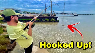 Galveston is INFESTED with these MASSIVE FISH! (Catch & Cook)
