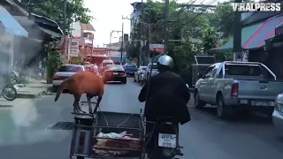 Dog Riding Motorbike Sidecar