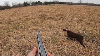 GSP with AWESOME points on pheasant