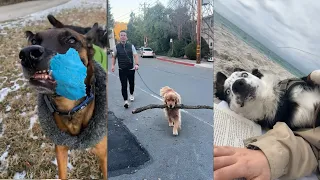 Dogs Doing Funny Things 😂 Best of January 2024Part 1