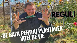 8 reguli de baza pentru plantarea VITEI DE VIE