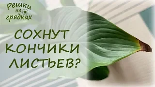 Почему сохнут кончики листьев у комнатных растений? Что делать?