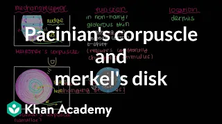 Pacinian's Corpuscle and Merkel's Disk | Integumentary system physiology | NCLEX-RN | Khan Academy