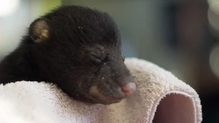 Mike - A One Month Old Orphaned Baby Black Bear in New Jersey