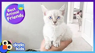 Scaredy Dog Hid From Everything Until He Met Fearless Kitten | Best Animal Friends | Dodo Kids