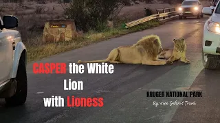 CASPER -The White Lion - WITH LIONESS in Kruger National Park South Africa