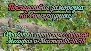 Состояние винограда после заморозка. Обработка антистрессантом Мегафол и удобрением Мастер 18.18.18