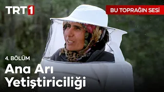 Ana Arı Yetiştiriciliği Nasıl Yapılıyor? - Bu Toprağın Sesi 4. Bölüm